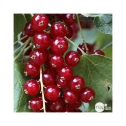 Groseillier Ă Grappes 'Jonkheer Van Tets' Bio: Pot 1,5 Litres