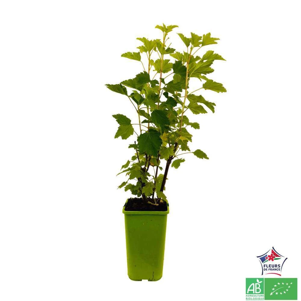 Groseillier à Grappes 'Jonkheer Van Tets' Bio: Pot 1,5 Litres – Image 3