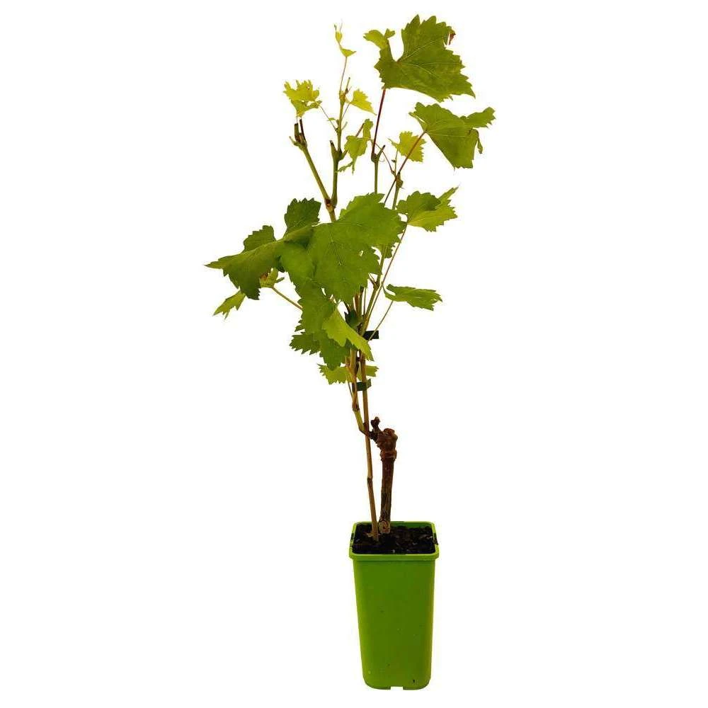 Vigne 'Seyval Blanc' AB - Pot 1,5 L – Image 2