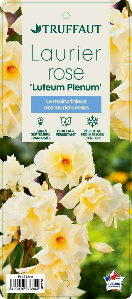Nerium Oleander Luteum Plenum' Pot 5L – Image 2
