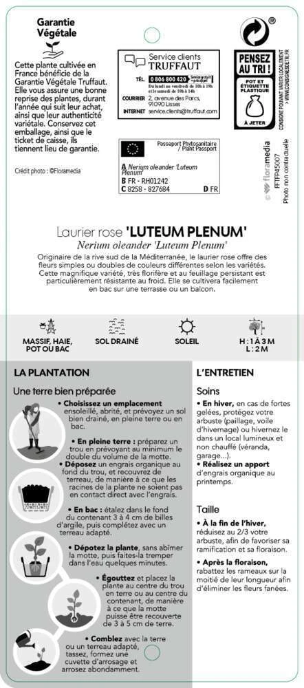 Nerium Oleander Luteum Plenum' Pot 5L – Image 3