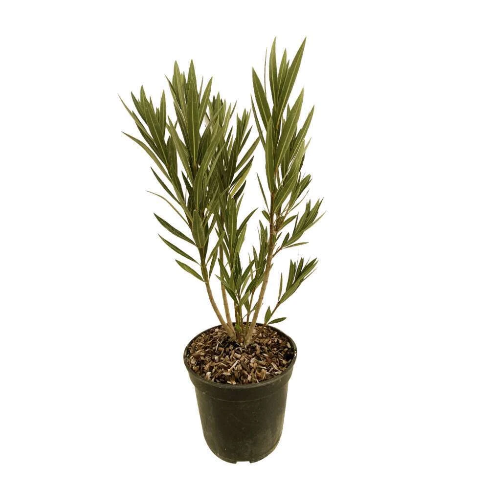 Nerium Oleander Luteum Plenum' Pot 5L – Image 4