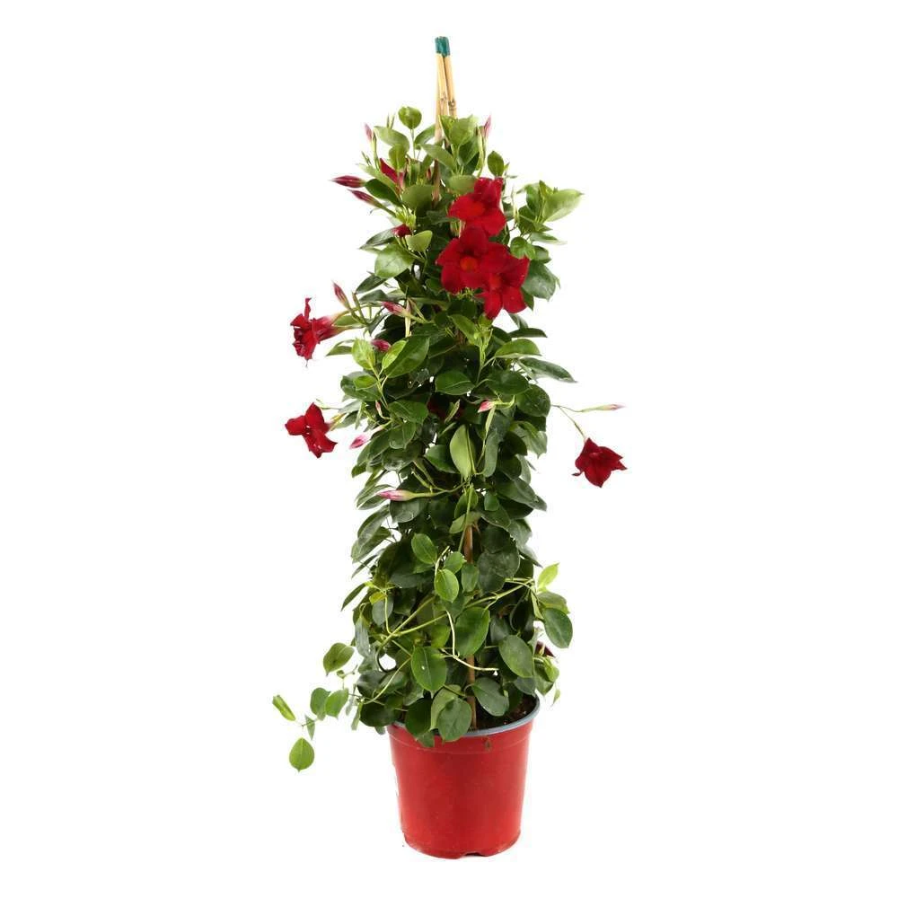 Dipladenia Hybride, H90cm, Pot D19cm