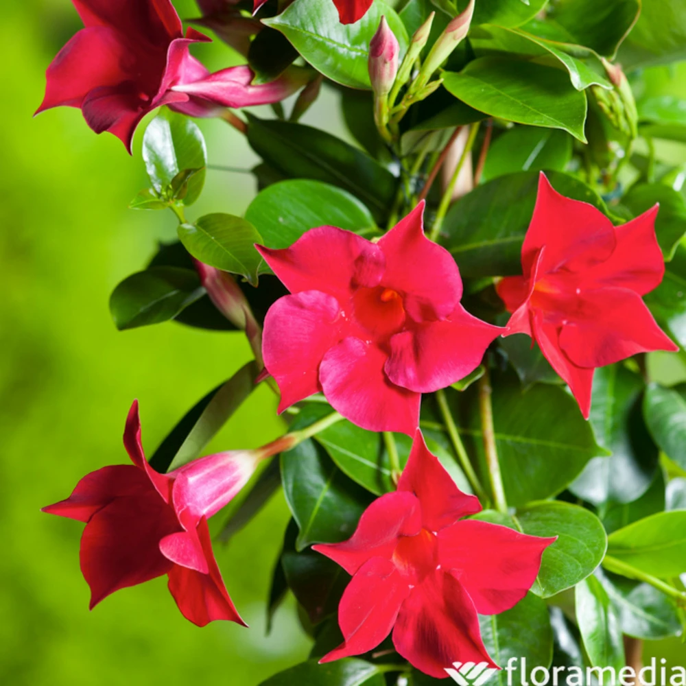 Dipladenia Hybride, H90cm, Pot D19cm – Image 2