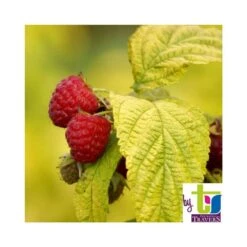 Framboisier Groovy®'Jdeboer005':pot 5L