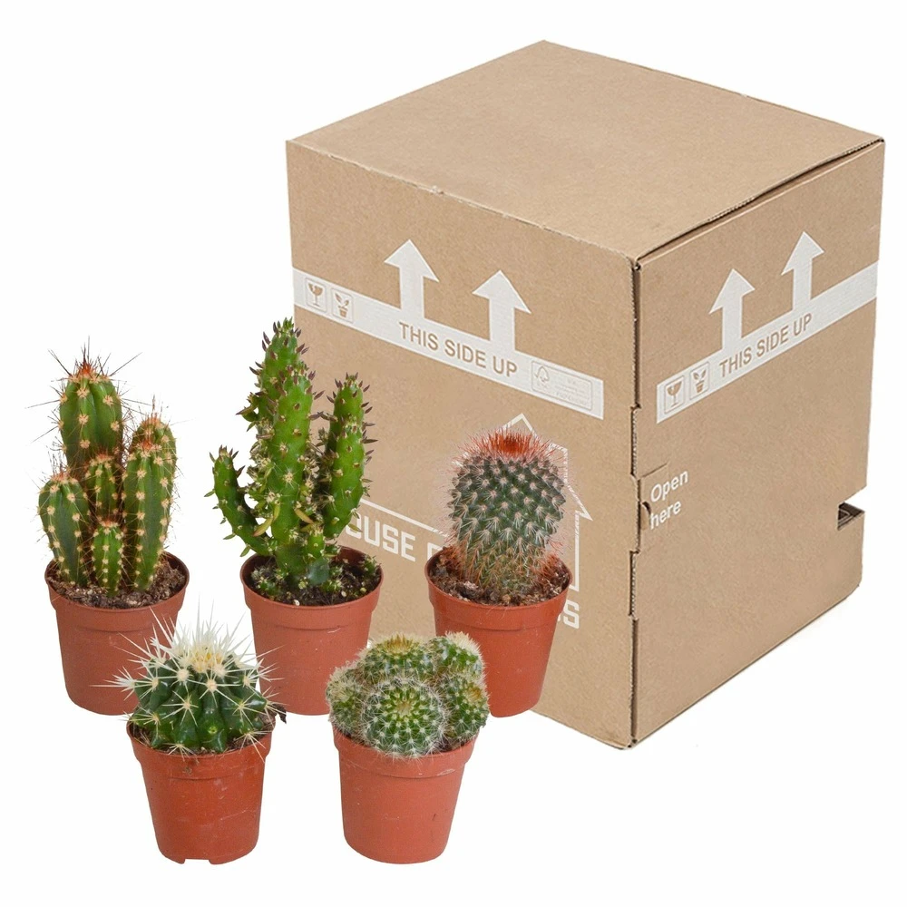 Cactus, Box De 5 Plantes - H8cm, ø5,5cm - Plantes D'intérieur – Image 3