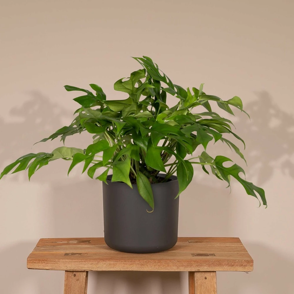 Monstera Minima - H25cm, ø15cm - Plante D'intérieur – Image 2