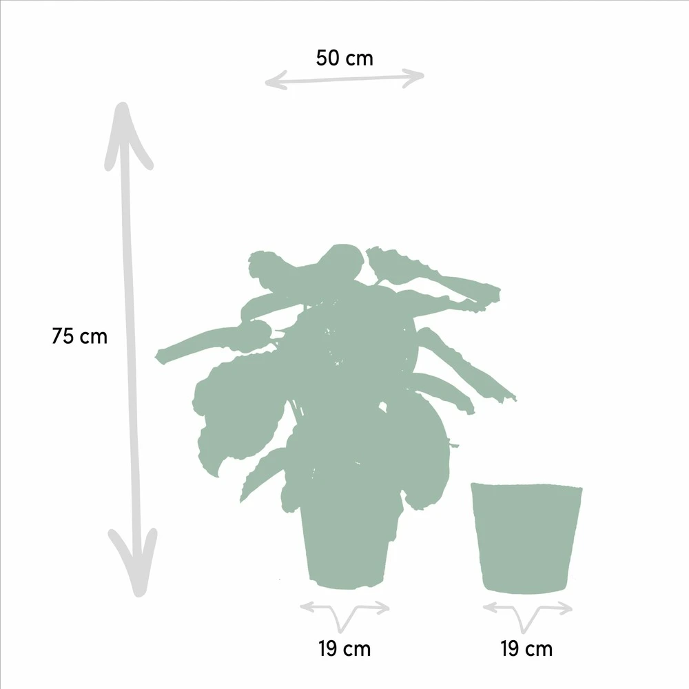 Calathea Médaillon Et Son Panier Naturel - H65cm, ø19cm - Plante D'intérieur – Image 5