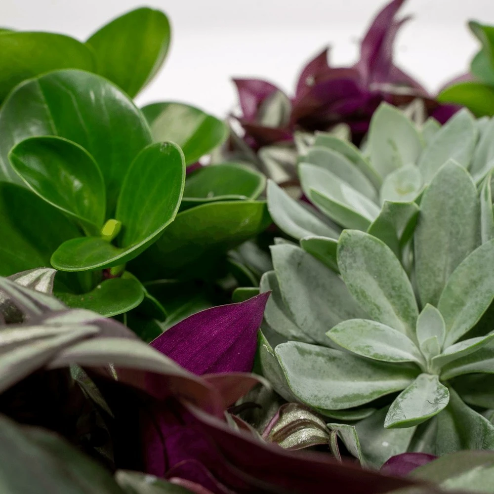 Box 3 Plantes D'intérieur - H20cm, ø12cm - Plantes D'intérieur – Image 3