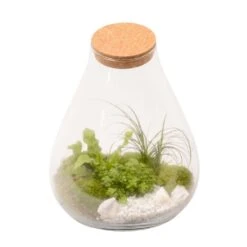 Terrarium Penché Avec Bouchon Liège D30cm