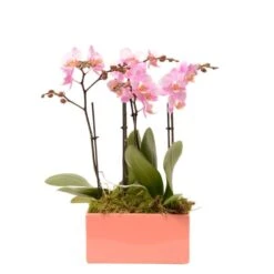 Compo Orchidée 4 Tiges Pot D20 X H40cm