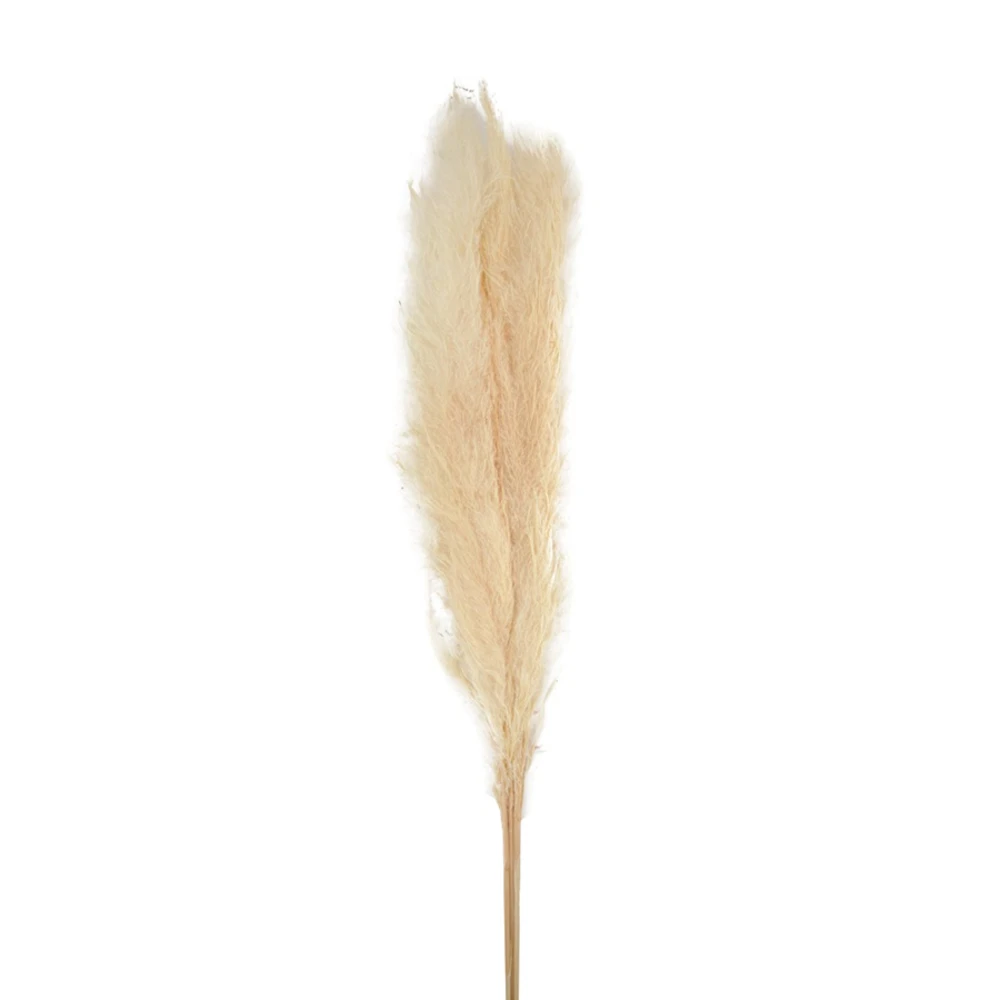 Bouquet Séché Pampas Mace 115-117cm 3pcs – Image 3