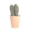 Cactus Mix : Pot Ø27 Cm