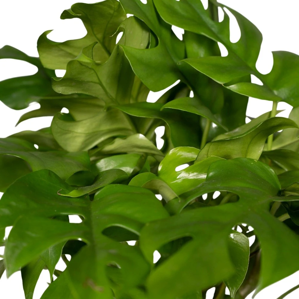 Monstera Minima - H25cm, ø15cm - Plante D'intérieur – Image 3