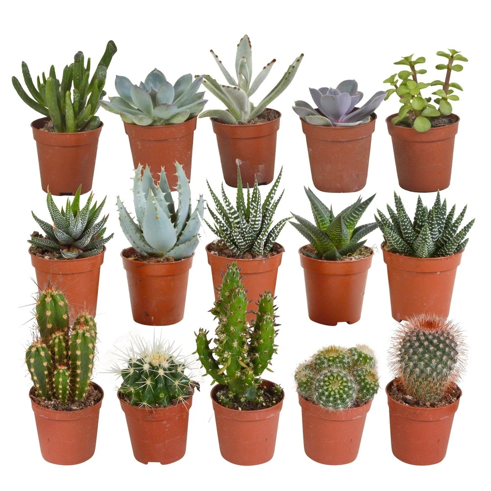 Cactus Et Succulentes, Box De 15 Plantes - H8cm, ø5,5cm - Plantes D'intérieur