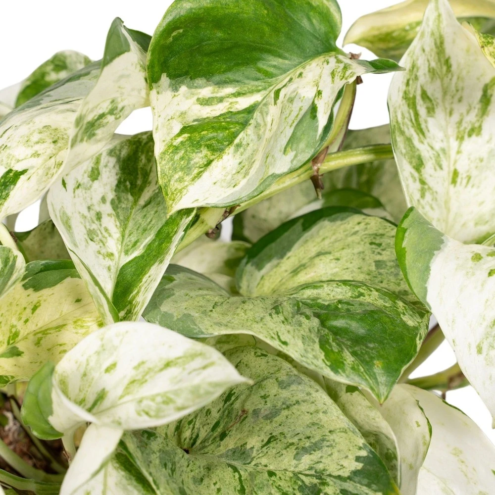 Epipremnum Happy Leaf Scindapsus - H15cm, ø12cm - Plante D'intérieur Tombante – Image 3