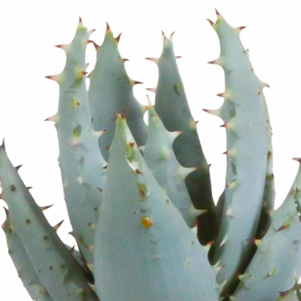 Gasteria, Haworthia Et Leurs Caches-pots Blancs, Box De 5 Plantes - H8cm, ø6cm - Plantes D'intérieur – Image 5