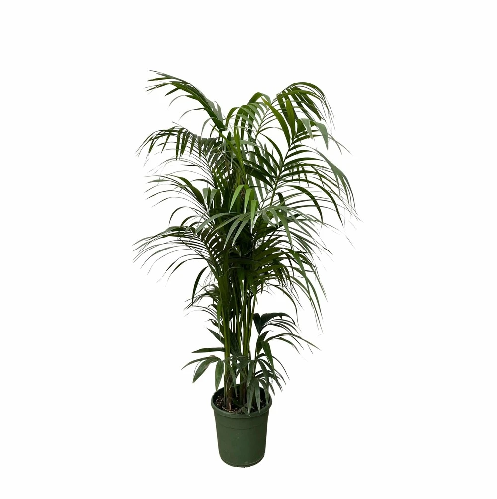 Palmier Kentia Xxxl - H230cm - Très Grande Plante D'intérieur