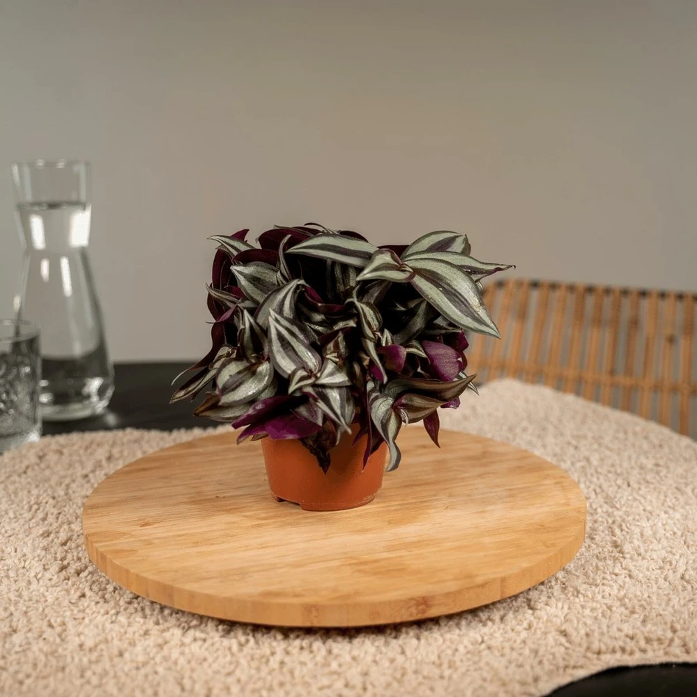 Box 3 Plantes D'intérieur - H20cm, ø12cm - Plantes D'intérieur – Image 2