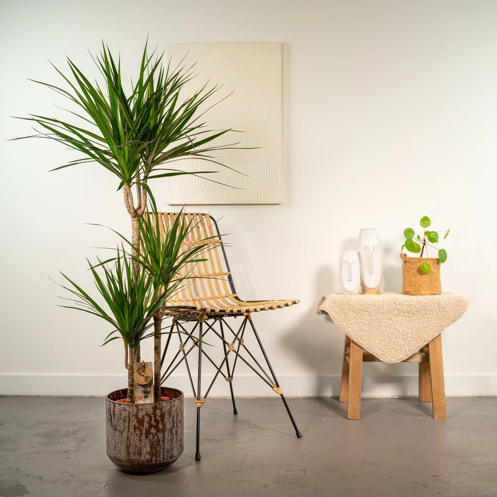 Dracaena Et Son Cache-pot Effet Rouille - H120cm, ø21cm - Très Grande Plante D'intérieur – Image 2