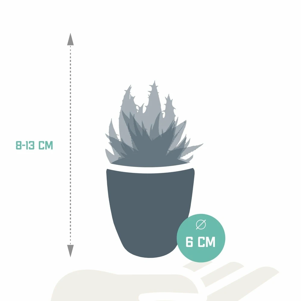 Gasteria, Haworthia Et Leurs Caches-pots Blancs, Box De 5 Plantes - H8cm, ø6cm - Plantes D'intérieur – Image 2