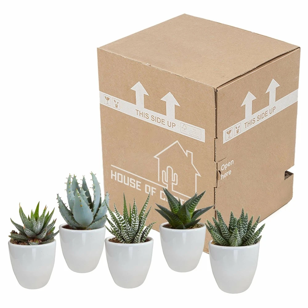 Gasteria, Haworthia Et Leurs Caches-pots Blancs, Box De 5 Plantes - H8cm, ø6cm - Plantes D'intérieur – Image 3
