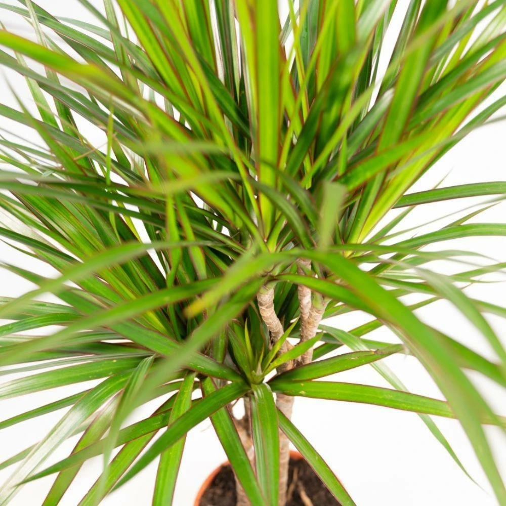 Dracaena Et Son Cache-pot Effet Rouille - H120cm, ø21cm - Très Grande Plante D'intérieur – Image 3
