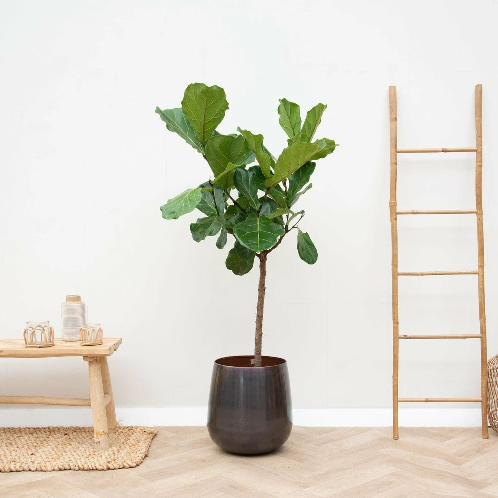 Ficus Lyrata Xl - H150cm, ø30cm - Très Grande Plante D'intérieur – Image 2