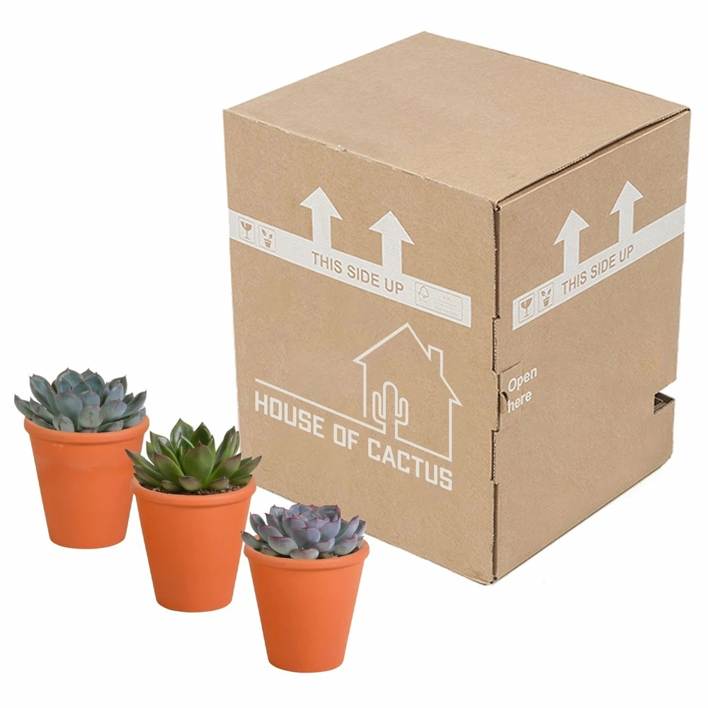 Echeveria Et Leurs Caches-pots Terracotta, Box De 3 Plantes - H12cm, ø9,5cm - Plantes D'intérieur – Image 3