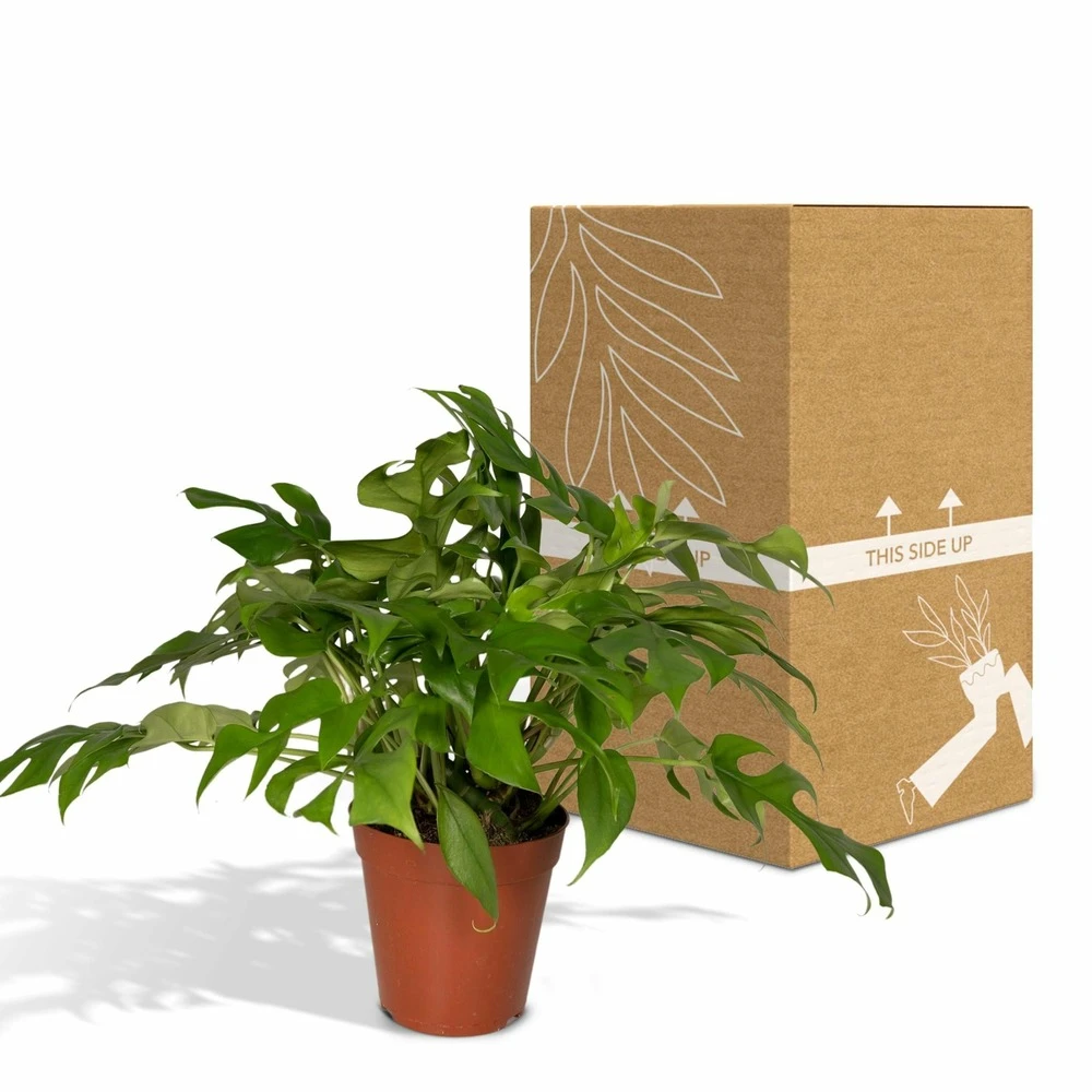 Monstera Minima - H25cm, ø15cm - Plante D'intérieur – Image 5