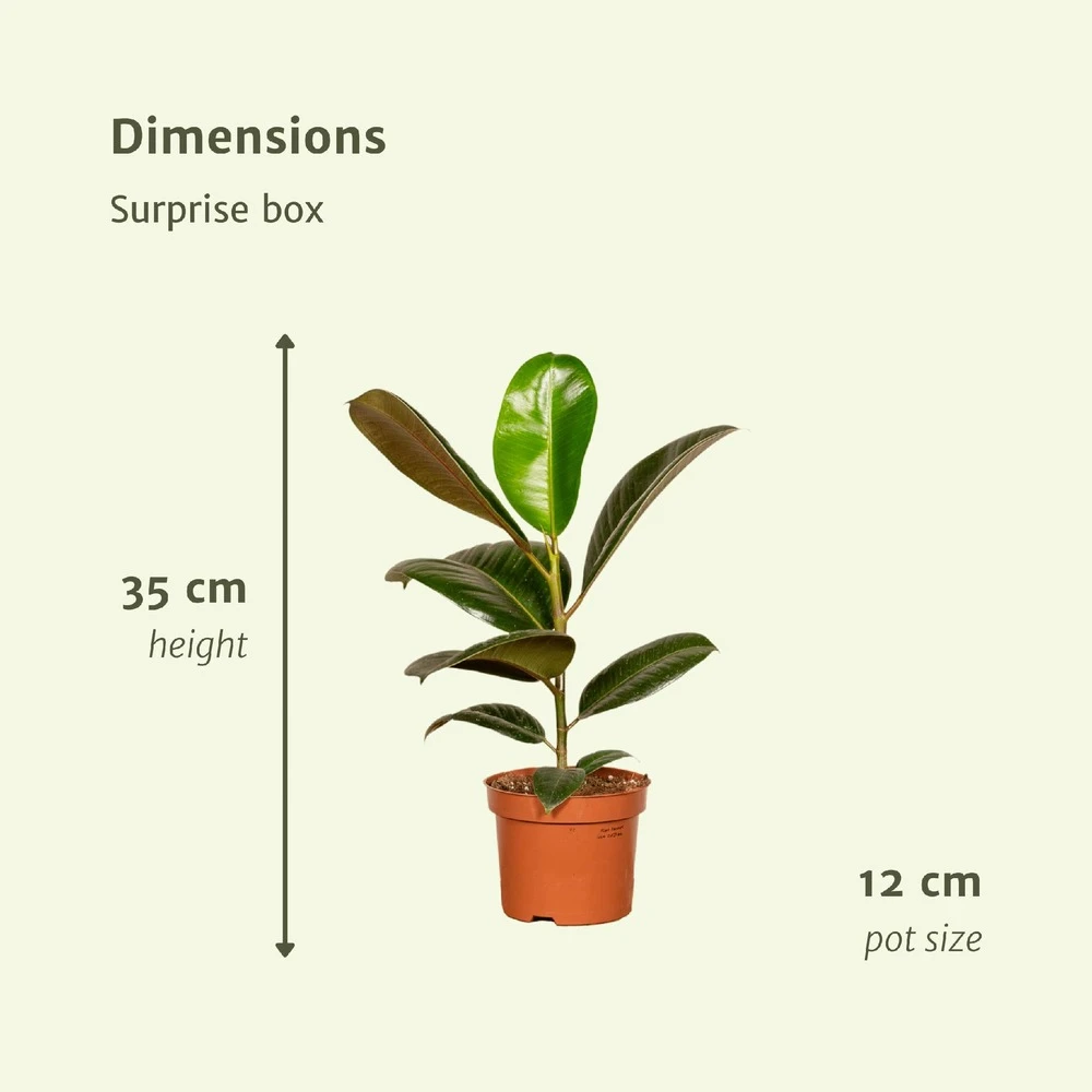 Box Suprise X6 - Plantes D'intérieur – Image 3