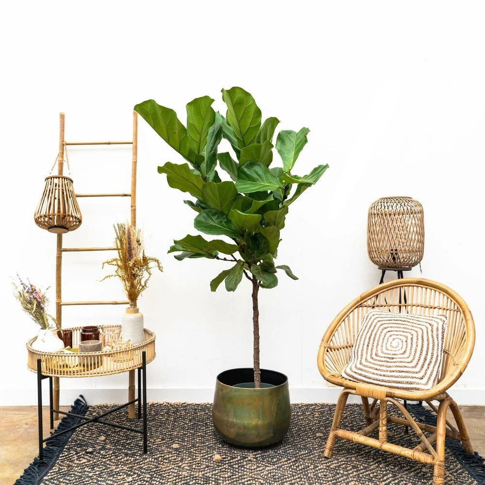 Ficus Lyrata Xl - H150cm, ø30cm - Très Grande Plante D'intérieur – Image 3
