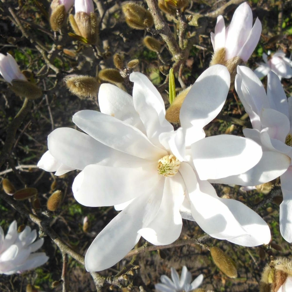 Magnolia étoilé Stellata/pot De 4l - 40/60 Cm – Image 2