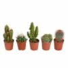 Cactus, Box De 5 Plantes - H8cm, ø5,5cm - Plantes D'intérieur