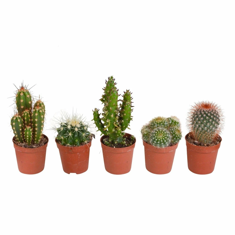 Cactus, Box De 5 Plantes - H8cm, ø5,5cm - Plantes D'intérieur