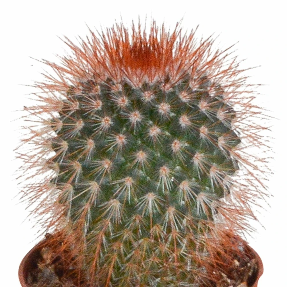 Cactus, Box De 5 Plantes - H8cm, ø5,5cm - Plantes D'intérieur – Image 5