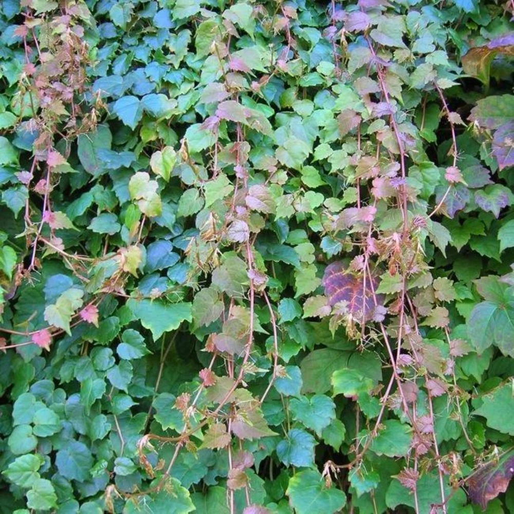 Vigne Vierge 'veitchii' - Parthenocissus Tricuspidata Robusta 1.5l – Image 2