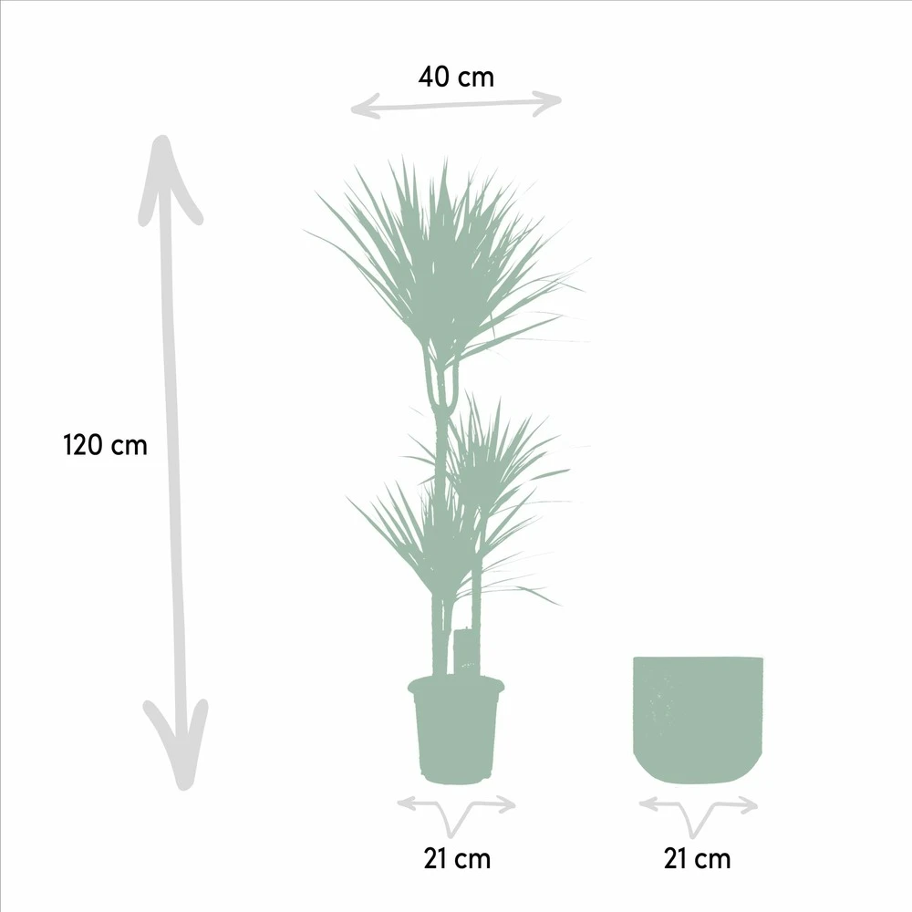 Dracaena Et Son Cache-pot Effet Rouille - H120cm, ø21cm - Très Grande Plante D'intérieur – Image 4