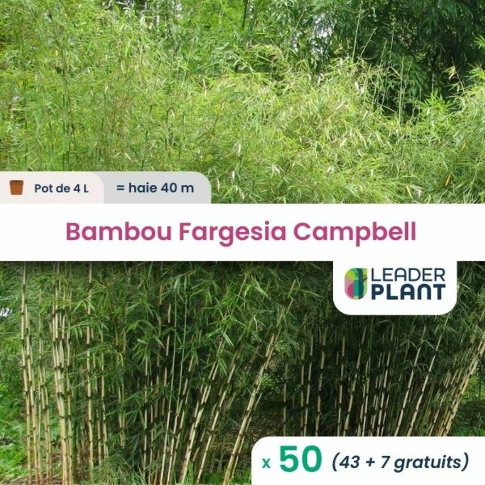 50 X Bambou Fargesia Campbell En Pot De 4 L